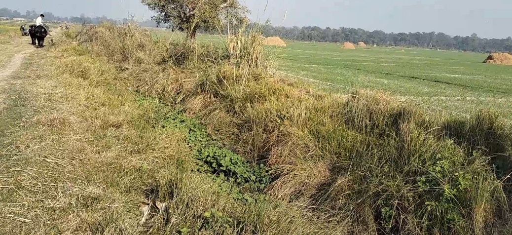 सिंचाई विभाग की लापरवाही - माइनर नहर की नहीं हो रही साफ सफाई,परेशान किसान